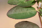 Hyssopleaf sandmat